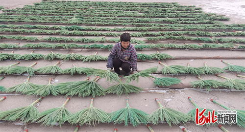 傳統(tǒng)藝術(shù)與現(xiàn)代美顏 樂(lè)亭毛莊鎮(zhèn)笤帚與麥秸畫(huà)如何賺取外匯